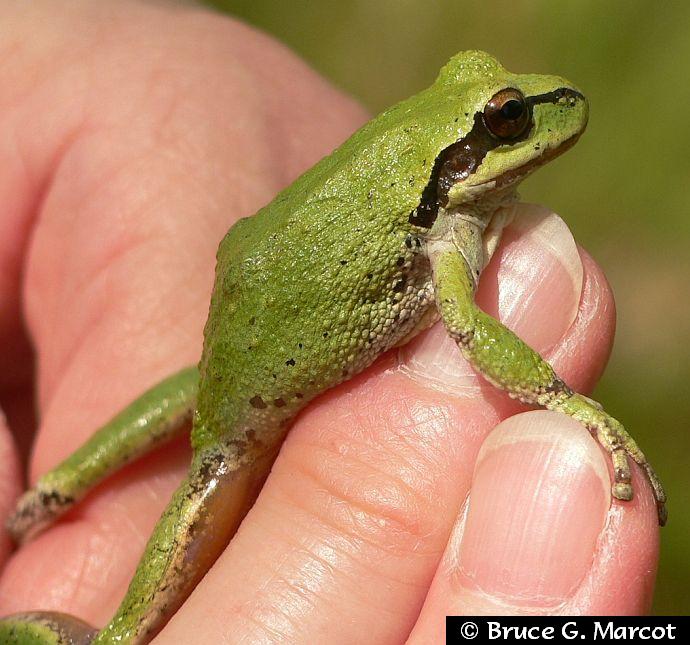 Color of the Tree Frog